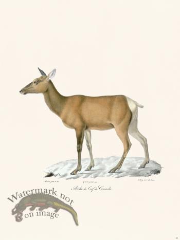 Cuvier 024 Deer of Canada